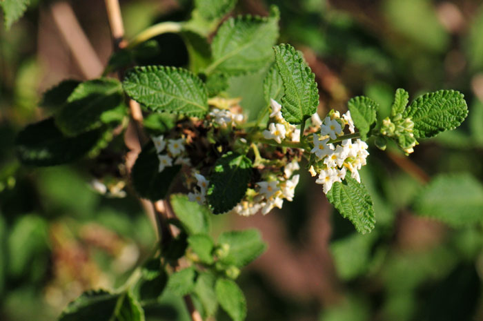 Mexican Oregano has small but showy flowers that may bloom year-round with plenty of rainfall. In Texas it blooms from March to November. Lippia graveolens 